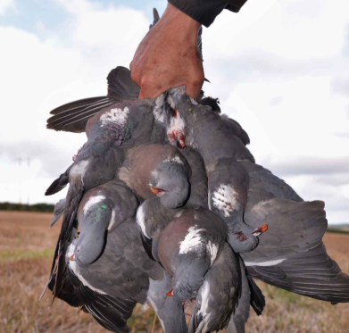 Pigeon Hunter